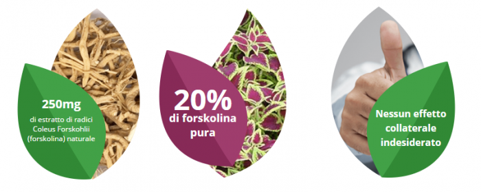Forskolin forskolina ingredienti componenti